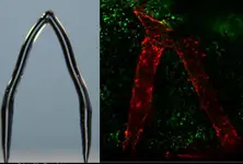 3D ice printing can create artificial blood vessels in engineered tissue