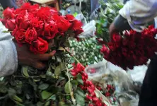 Red roses symbolize Valentine’s love, but vulnerable to climate change: Report