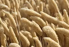 Punjab farmer turns exporter of ready-to-cook millets to Australia under Centre’s start-up scheme